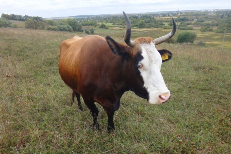 В регионе открылся прием заявок на предоставление государственной поддержки фермерам