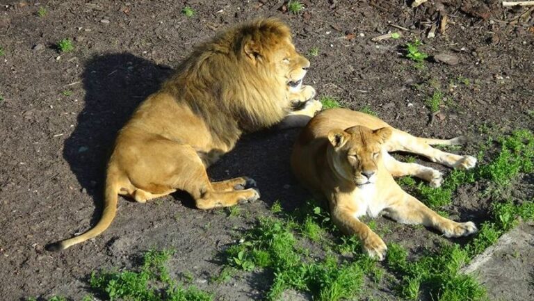 В регионе в ограниченном режиме открываются парки и зоопарк