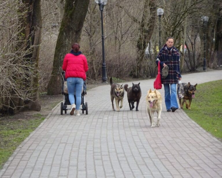Уполномоченным по правам человека оказано содействие гражданам в обеспечении их безопасности от бездомных собак
