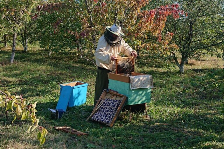 Пчеловоды будут вовремя узнавать о применении пестицидов